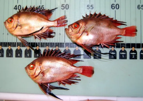 Longfin Bigeye