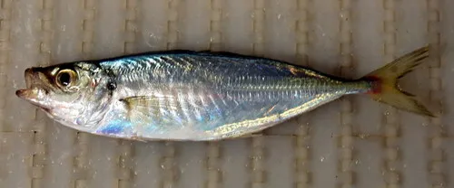 Atlantic Horse Mackerel