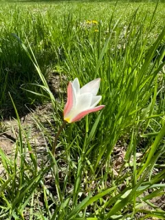 Lady Tulip thumbnail 2