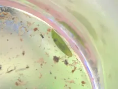 Dalyellia viridis thumbnail 2