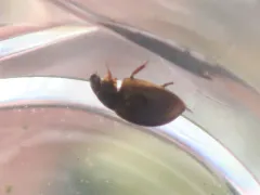 Anacaena limbata thumbnail 3