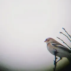 Snow Bunting thumbnail 2