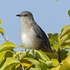 Northern Mockingbird thumbnail 3