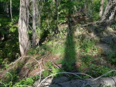 pine reed grass thumbnail 2
