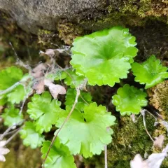 Sullivant's Coolwort thumbnail 3