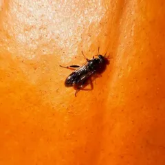 Garden soldier fly thumbnail 1