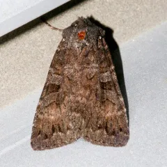 Great Brown Dart thumbnail 3