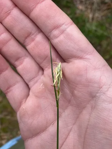 stick sedge