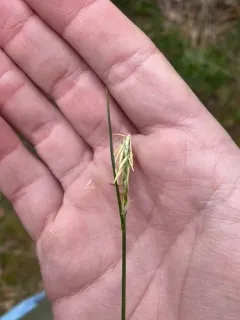 stick sedge thumbnail 1