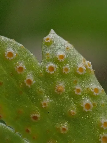 Puccinia albescens