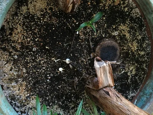 Leucocoprinus heinemannii