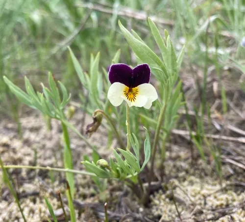 hall's violet