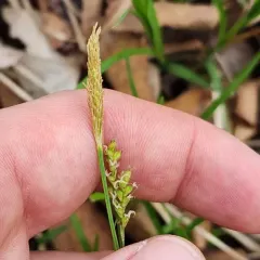 pretty sedge thumbnail 2
