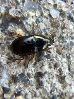 Social Sun Beetle thumbnail 2