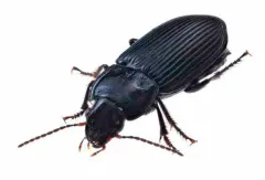 Anisodactylus nigrita thumbnail 1