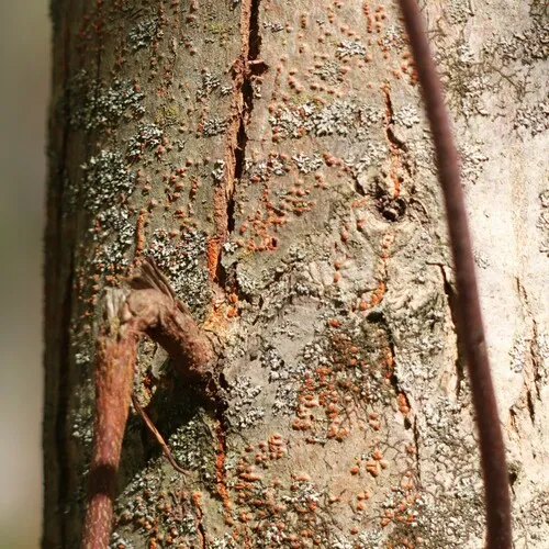 Chestnut Blight