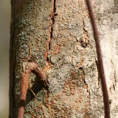 Chestnut Blight thumbnail 1