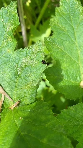 Chilocorus orbus