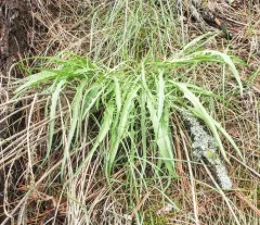 Slender Hawksbeard thumbnail 1