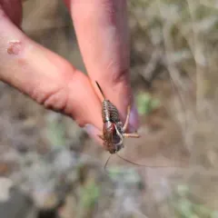 Mormon Cricket thumbnail 2