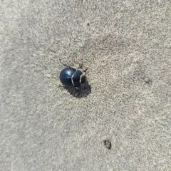 Eusattus muricatus thumbnail 2