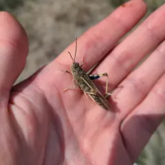 Nevada Red-winged Grasshopper thumbnail 3