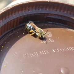 Prunus Miner Bee thumbnail 3