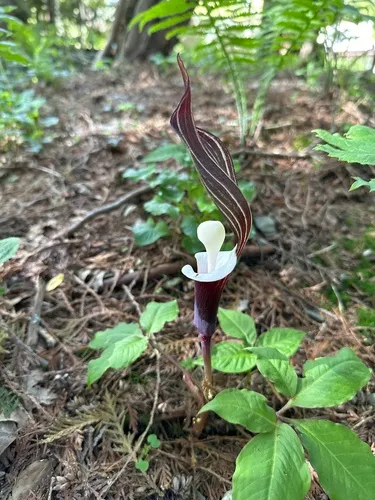 Japanese Jack-in-the-Pulpit