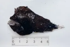 Whalehead Dreamer thumbnail 2