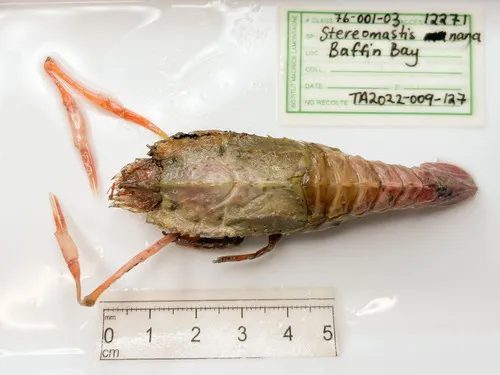 Stereomastis nana