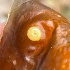 Northern Lacuna thumbnail 4