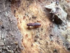 Thoracophorus costalis thumbnail 3