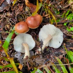 Buttery Collybia thumbnail 1