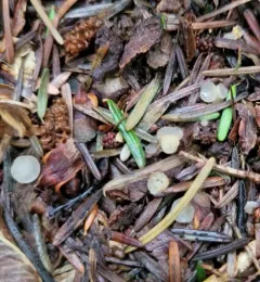 Pezoloma ciliiferum thumbnail 1