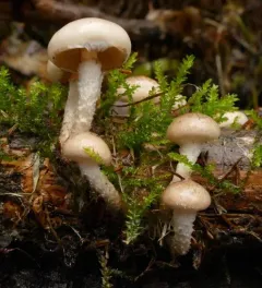 Pholiota decorata thumbnail 3
