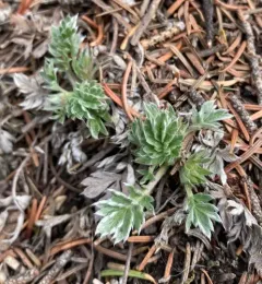 Macoun's Cinquefoil thumbnail 1