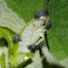 Milkweed Stem Weevil thumbnail 4
