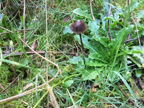 Dewdrop Mottlegill