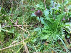 Dewdrop Mottlegill thumbnail 1