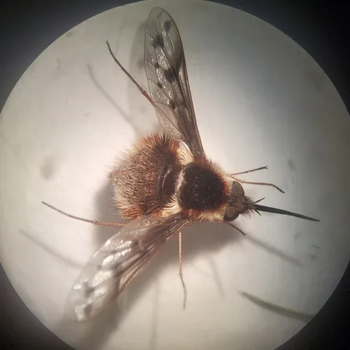 Pygmy Bee Fly