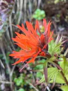 Chambers' Paintbrush thumbnail 3