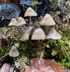 pine bonnet thumbnail 3