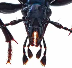 Polished Snail-eating Beetle thumbnail 3