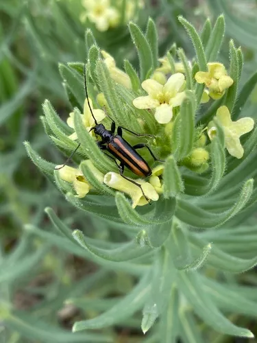 Cortodera impunctata