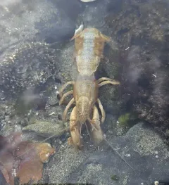Blue Mud Shrimp thumbnail 2