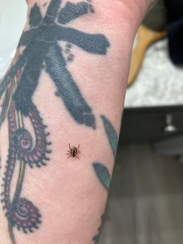 Western Dog Tick