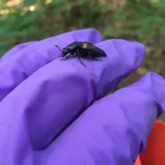 Roundneck Sexton Beetle thumbnail 4