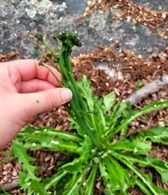 Catsear Gall Wasp thumbnail 4