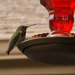 Calliope Hummingbird thumbnail 4