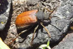 Piodes coriacea thumbnail 4